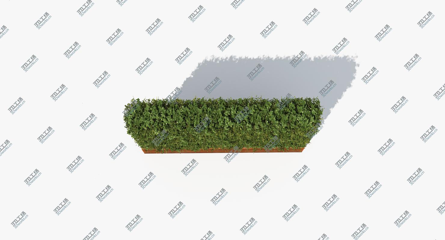 images/goods_img/202105071/Boxwood Hedge in a Planter with a Steel Rusted Patina Finish/3.jpg